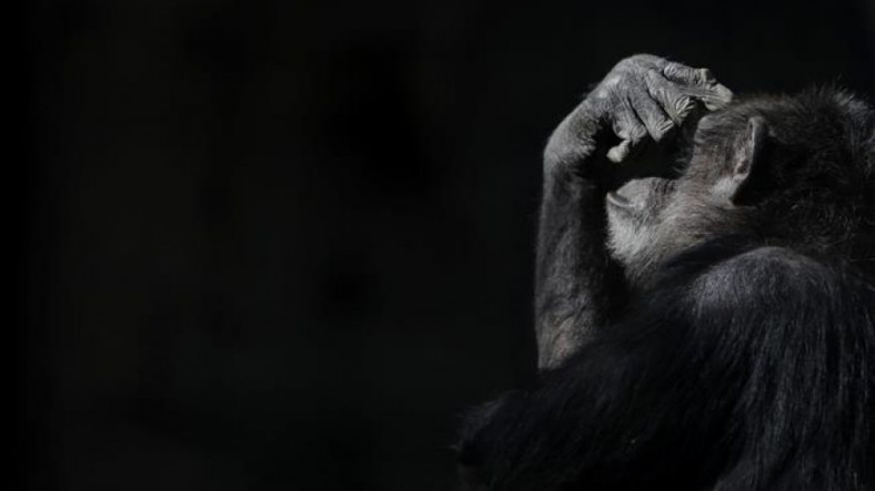 Şempanzeler de İnsanlar Gibi Alzheimer Hastalığına Yakalanab